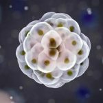 【早产与产后护理】卵巢早衰可以做试管婴儿吗？