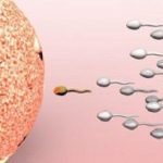 9三体胎停原因分析,是偶然还是遗传? 阅读它就明白了! 9三体胎停原因分析,是偶然还是遗传? 阅读它就明白了!