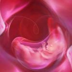 试管婴儿如何选择新鲜胚胎、冷冻胚胎、囊胚? 试管婴儿如何选择新鲜胚胎、冷冻胚胎、囊胚?