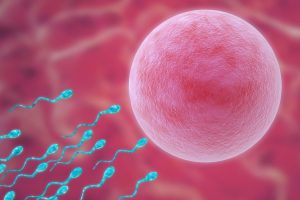 冷冻胚胎移植周期中异位妊娠率降低