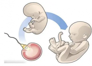优质新鲜胚胎囊培后达不到冷冻胚胎标准是什么原因？