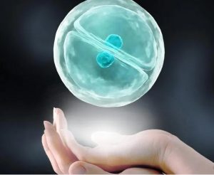 影响试管移植冷冻胚胎着床时间的因素