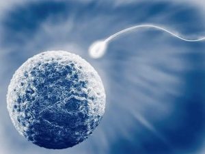 试管中新鲜囊胚和冷冻囊胚哪个成功率更高？