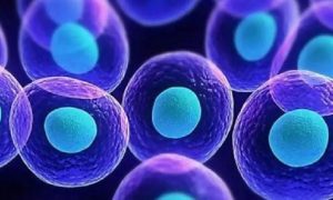 做供供卵试管对子宫有要求！三种调理方法让高龄受孕成为可能