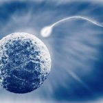 试管婴儿冷冻胚胎移植的成功率真的高吗? 试管婴儿冷冻胚胎移植的成功率真的高吗?