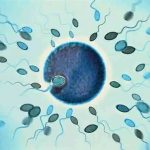 冷冻胚胎移植后多久可以检测到hcg? 冷冻胚胎移植后多久可以检测到hcg?