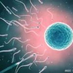 amh和基础卵泡个数对应 amh0.21还有多少个卵泡