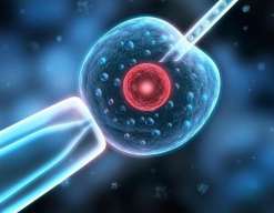 福州卵巢早衰闭经能做试管吗(福州试管婴儿价格)