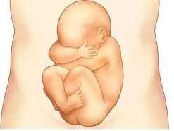 试管冷冻的胚胎好吗[试管冷冻胚胎]