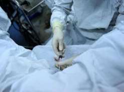 上海试管新鲜胚胎移植和冷冻胚胎移植有什么区别？