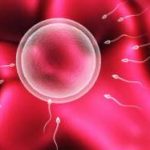 卵泡成熟障碍是基因问题,女性卵泡不成熟的原因 卵泡成熟障碍是基因问题,女性卵泡不成熟的原因
