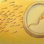 三代试管取卵10个能配成几个 试管取了10个卵泡配成2个是为什么 三代试管取卵10个能配成几个 试管取了10个卵泡配成2个是为什么