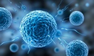 武汉高龄失独三代试管能成功吗(武汉试管婴儿费用)