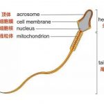 合适的！  47岁三代试管成功率“漂亮”