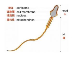 合适的！  47岁三代试管成功率“漂亮”