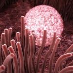 试管婴儿通常取多少卵泡-如何获得试管婴儿卵泡？ 夏季怀孕可以露肚子吗？