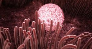 试管婴儿通常取多少卵泡-如何获得试管婴儿卵泡？ 夏季怀孕可以露肚子吗？