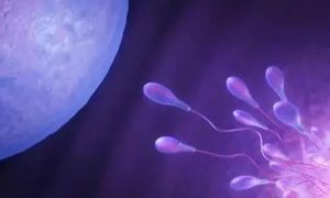 供卵试管冷冻胚胎移植的流程是什么