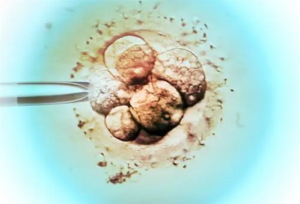 三代试管婴儿科普：胚胎质量的嵌合体