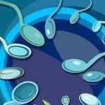 未成熟的卵泡能当试管用吗? 助孕 未成熟的卵泡能当试管用吗? 助孕