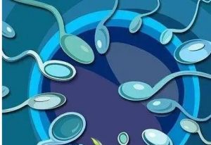 未成熟的卵泡能当试管用吗？ 助孕