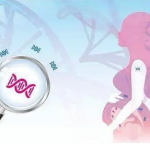 供卵和三代试管哪个好,三代试管和供卵试管的区别 供卵和三代试管哪个好,三代试管和供卵试管的区别