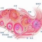 2023重庆三代试管医院捐卵排行榜? 附属医院介绍? 2023重庆三代试管医院捐卵排行榜? 附属医院介绍?