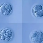 医学问答|促排卵、取卵、移植遇到这些问题怎么办？