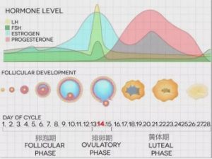 试管婴儿对三胎的影响及试管婴儿生产中的问题