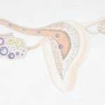 三代试管移植囊胚成功率高吗？