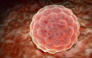 人工月经周期冷冻胚胎移植需要多少天，试管自然周期移植需要多长时间准备子宫内膜？