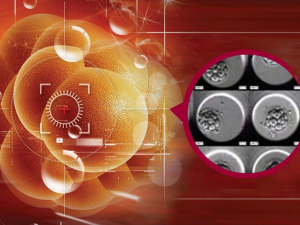 完整纵隔子宫能否用于试管婴儿？先解决关键问题