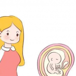 试管移植前三天,女性会打针调理子宫,提高成功率吗? 试管移植前三天,女性会打针调理子宫,提高成功率吗?