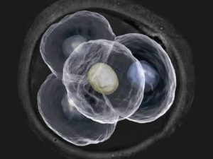 代妈试管婴儿 转诊：全国各地名老中医（妇科）