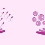 【临床报告】胚胎植入前基因检测在染色体结构异常不孕不育夫妇治疗中的应用 【临床报告】胚胎植入前基因检测在染色体结构异常不孕不育夫妇治疗中的应用