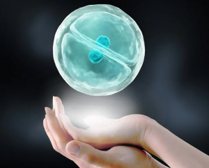 试管婴儿好还是冷冻好？