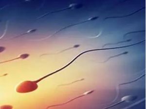 新鲜胚胎和冷冻胚胎移植成功后如何计算怀孕天数？