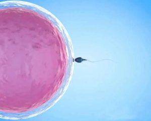 重庆有哪些试管卵捐献机构？ 供卵试管费用是多少