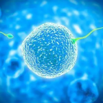 子宫内膜厚度多少适合试管婴儿移植，试管移植时子宫内膜的标准厚度范围有调理措施