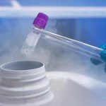 取卵后第三天直接冷冻的新鲜胚胎没有囊泡，算冷冻胚胎吗？