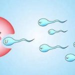 试管之路:新鲜胚胎、冷冻胚胎、桑葚胚、囊胚,哪一种成功率更高? 试管之路:新鲜胚胎、冷冻胚胎、桑葚胚、囊胚,哪一种成功率更高?