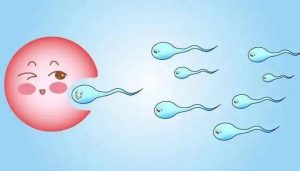 试管之路：新鲜胚胎、冷冻胚胎、桑葚胚、囊胚，哪一种成功率更高？