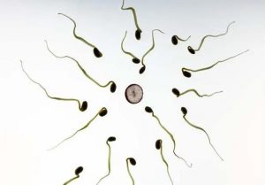 供卵试管移植前内膜薄怎么调理？4招提高试管着床的秘诀