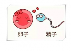 排卵不良如何调理，三代试管捐卵助孕