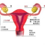 捐卵试管婴儿胚胎的类型和优点 – 新鲜胚胎、冷冻胚胎还是囊胚哪个更好? 捐卵试管婴儿胚胎的类型和优点 – 新鲜胚胎、冷冻胚胎还是囊胚哪个更好?