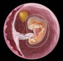 武汉供供卵试管移植、冷冻胚胎几天后即可检测