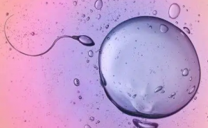 供卵试管技术能否避免遗传病？