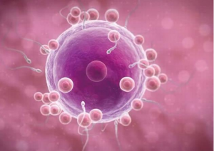 武汉供卵试管冷冻胚胎移植后的注意事项