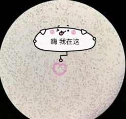 45岁高龄备孕成功经验分享