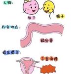 江苏第三代试管男孩可行吗？